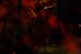 VITAL REMAINS(Usa)003