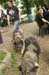 20100625_Tribute_Piknik_39