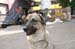 20100827_PekArt_Dan1_46
