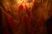 20101031_HalloweenParty_46