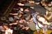 20110319_HappyOlMcWeasel_45